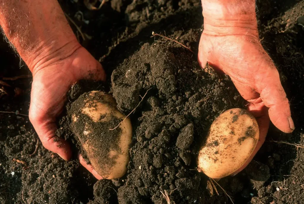 fertilizer for potatoes