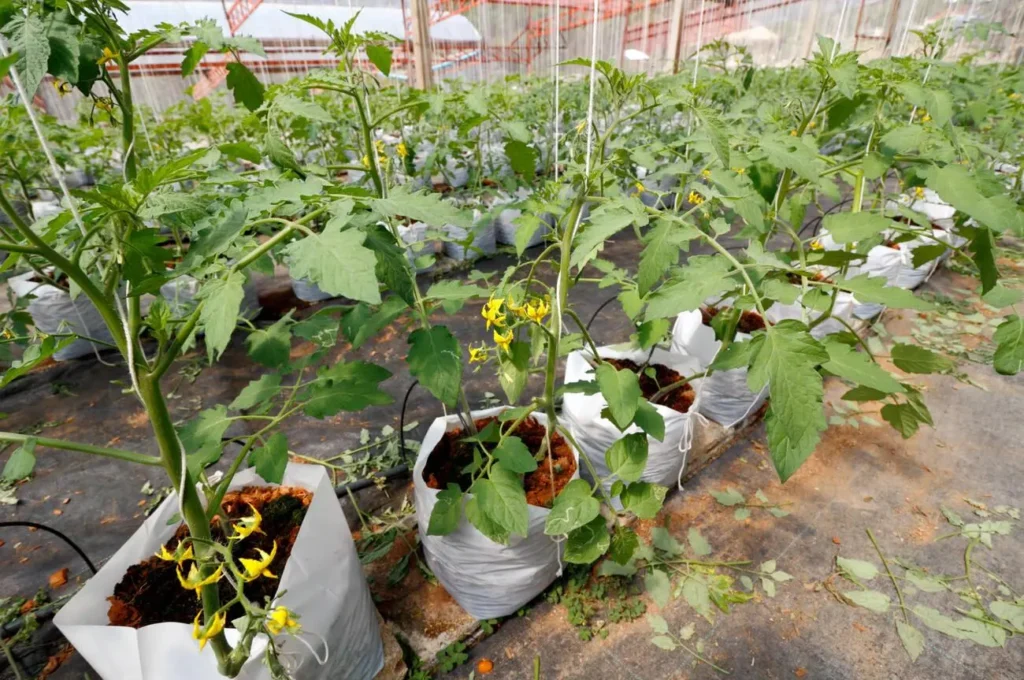 tomate de arbol