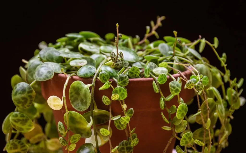 String of Turtles