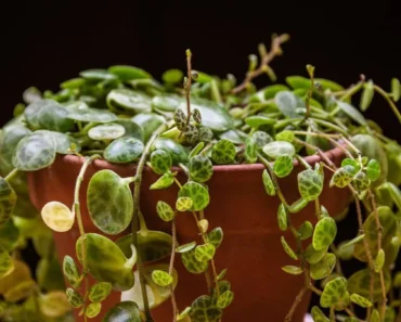 How to Propagate String of Turtles: or more of these popular, trailing houseplants