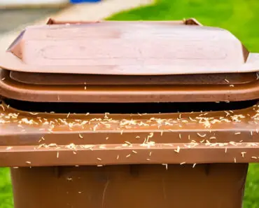How to get rid of Maggots in Your Trash Can: A Comprehensive Guide