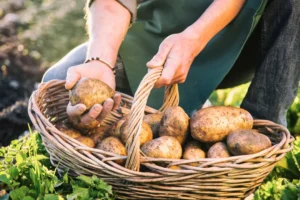 How to Fertilise Potatoes