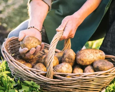 How to Fertilise Potatoes