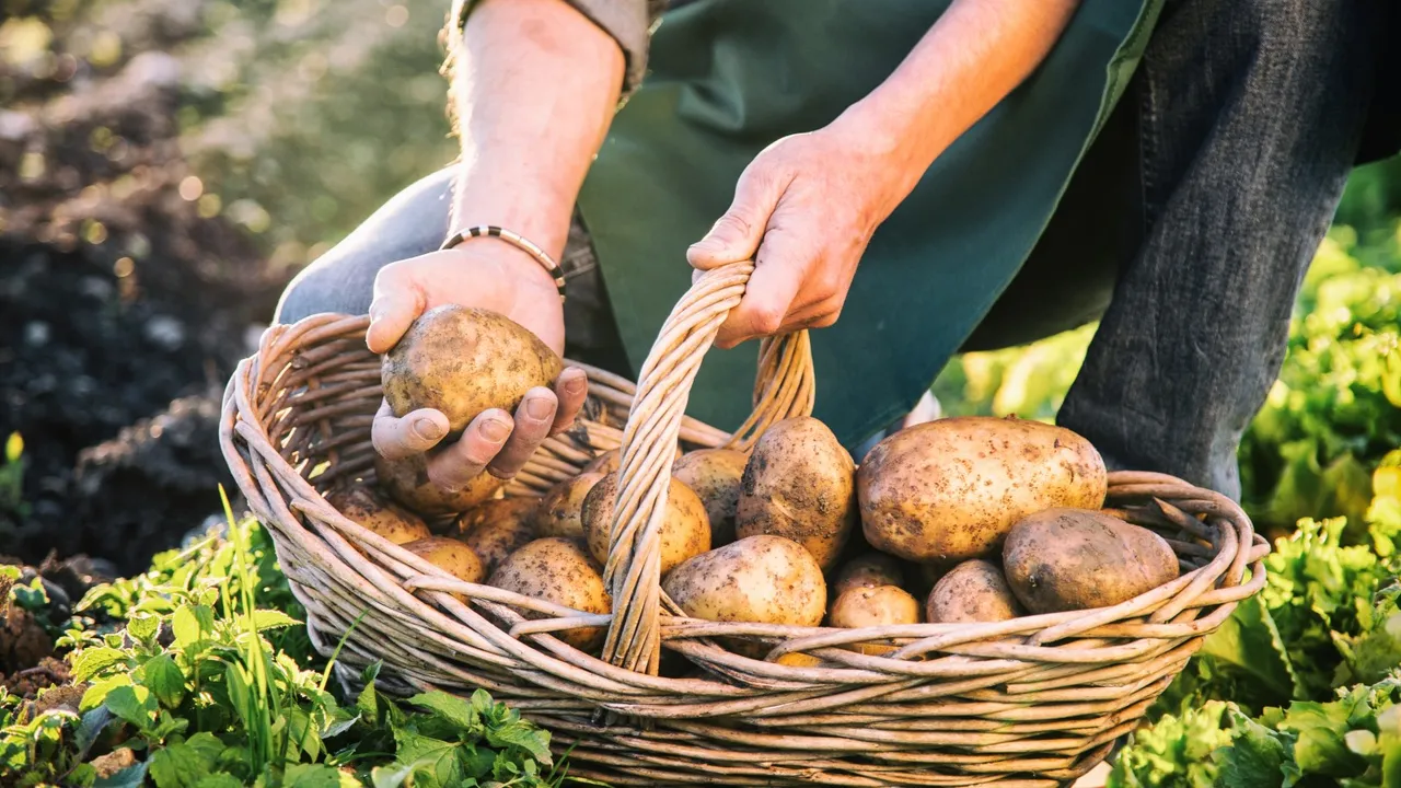 fertilizer for potatoes