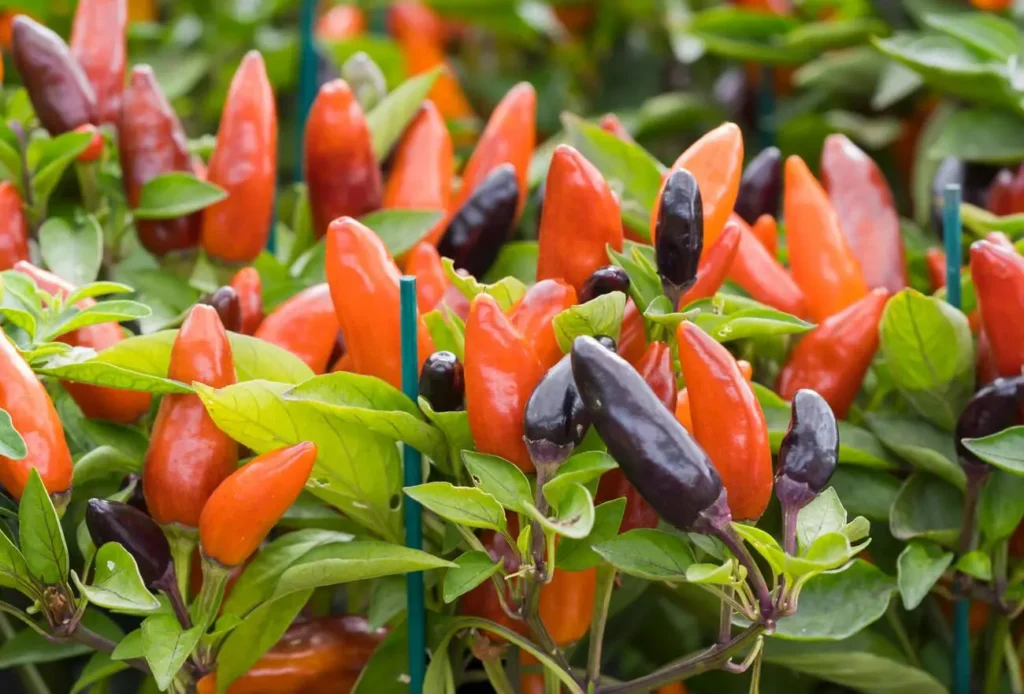 ornamental peppers