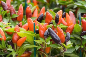 How to Plant and Grow Ornamental Peppers