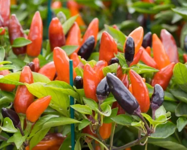 How to Plant and Grow Ornamental Peppers