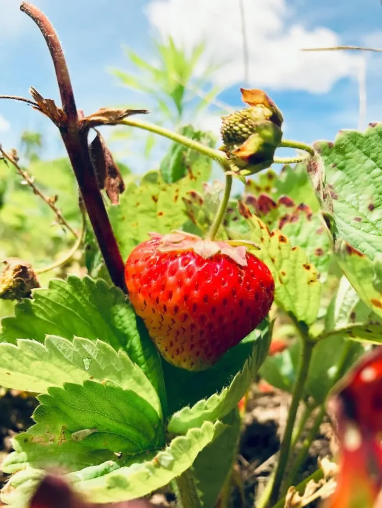 when is strawberry season