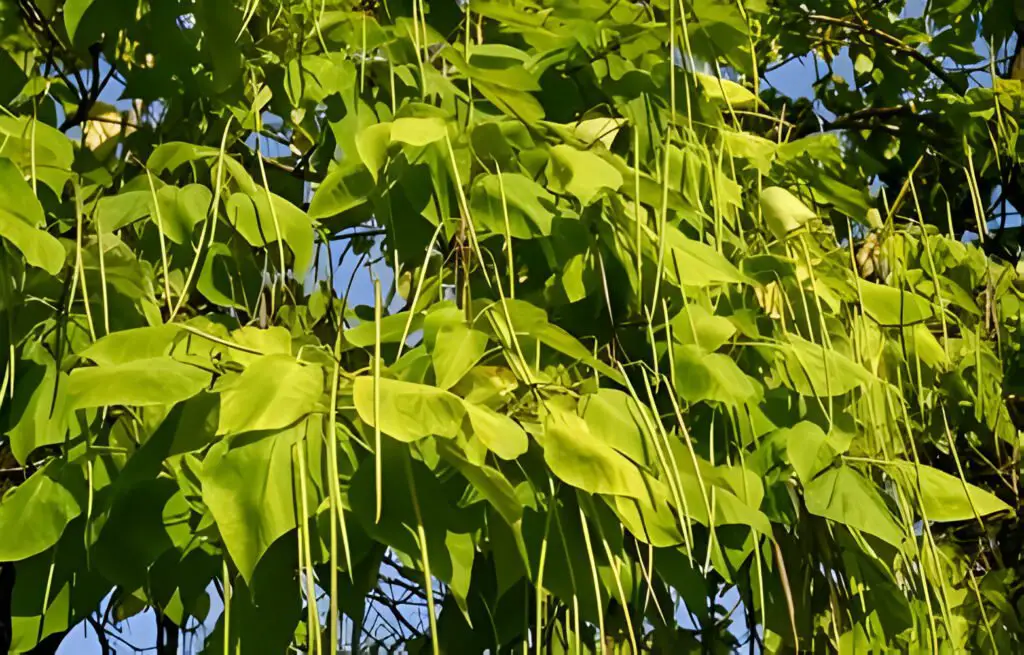 A thriving Indian bean tree in a sunny garden, symbolizing growth and care.