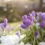 Winter Flowers That Thrive During the Coldest Months of the Year
