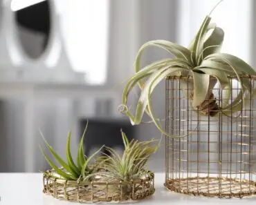 Everything You Need to Know About Caring for Air Plants