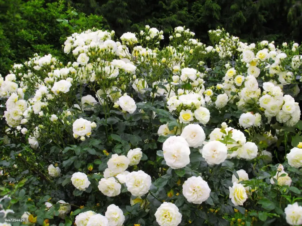 White flowers garden