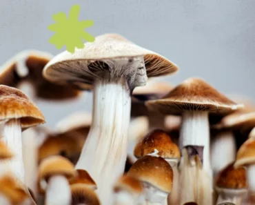 What Are Penis Envy Mushrooms