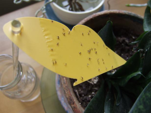 how to get rid of gnats in plants