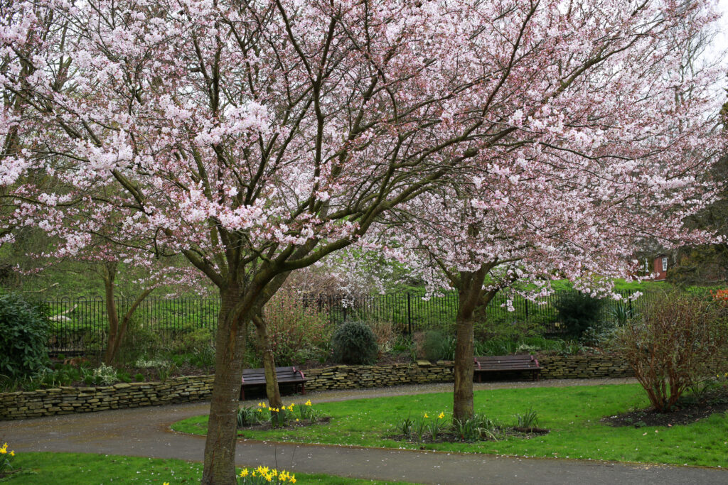 weeping cherry tree