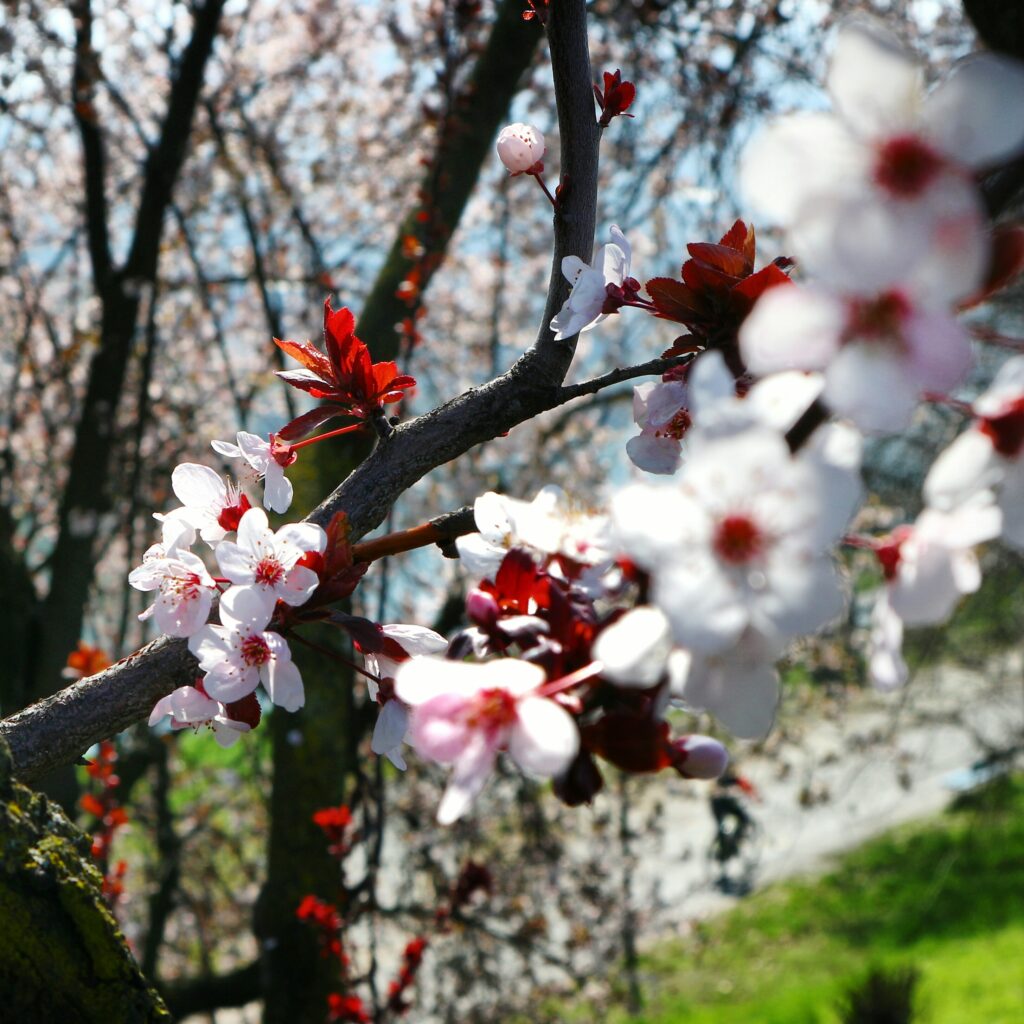 weeping cherry tree