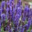 English Lavender: Growing and Care Tips