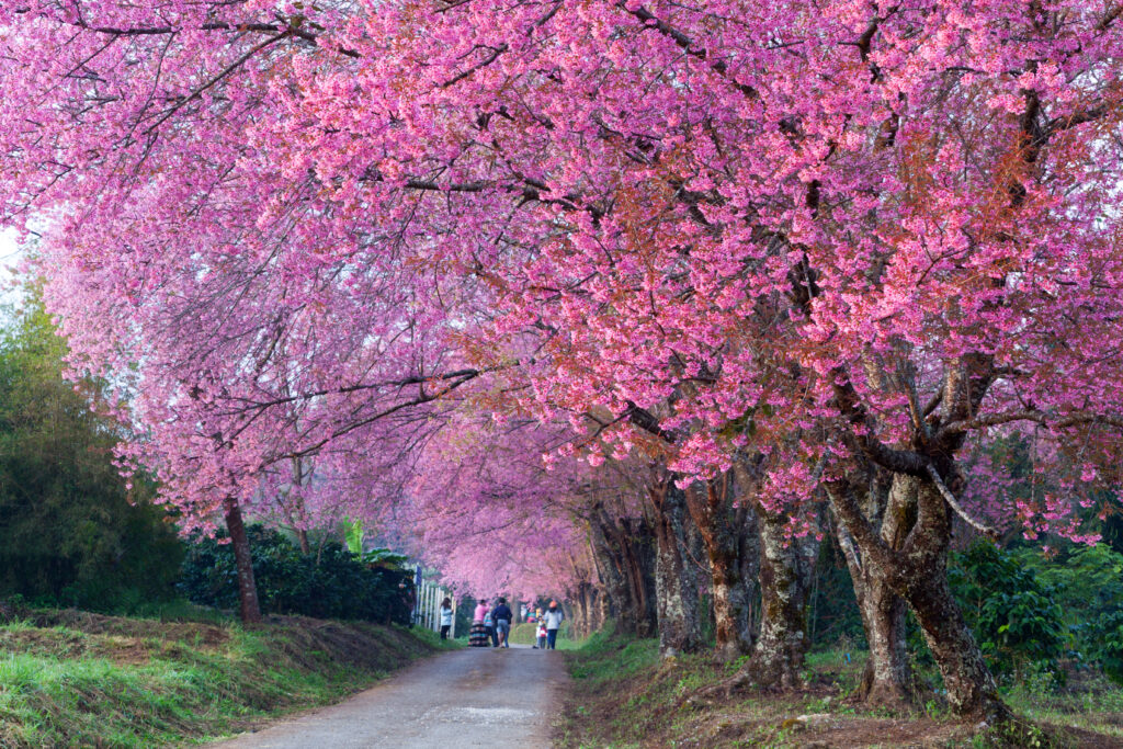 weeping cherry tree